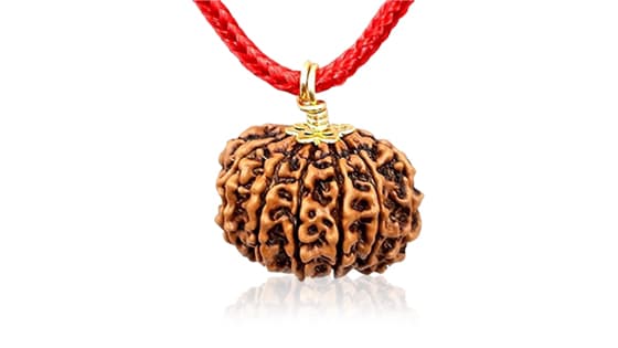 Baarah Mukhi/Twelve-Faced Rudraksha - Lab Certified (Without Mala)