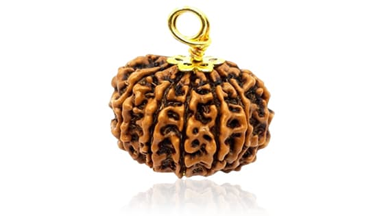 Terah Mukhi/ Thirteen Faced Rudraksha - Lab Certified with thread (Dhaga)