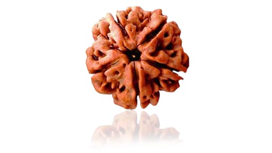 Panch Mukhi/Five-Faced Rudraksha - Lab Certified (Without Mala)