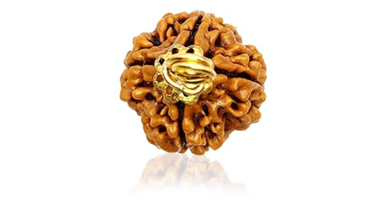 Chaar Mukhi/Four-faced Rudraksha - Lab Certified (Without Mala)