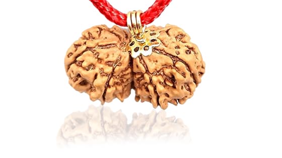 Gauri Shankar Rudraksha - Lab Certified (Without Mala)