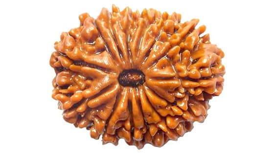 14 मुखी रुद्राक्ष