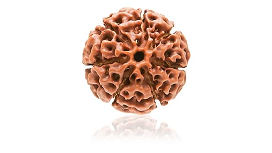 Saat Mukhi/Seven-Faced Rudraksha - Lab Certified Without Mala