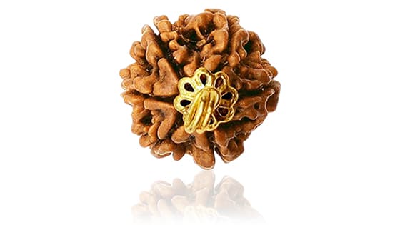 Chhah Mukhi/Six-Faced Rudraksha - Lab Certified (Without Mala)