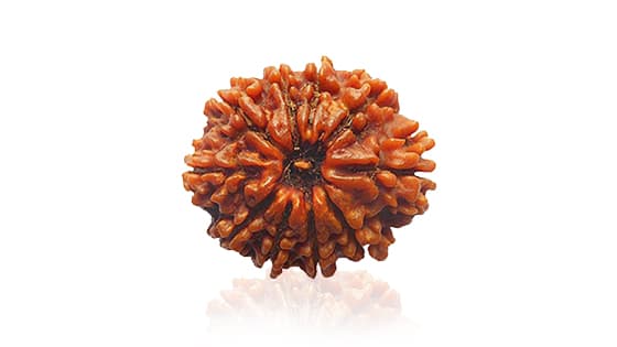 Dus Mukhi / Ten-Faced Rudraksha - Lab Certified (Without Mala)