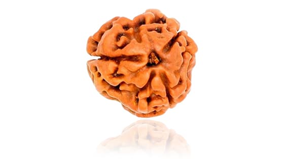 Teen Mukhi Three-Faced Nepali Rudraksha - Lab Certified (Without Mala)