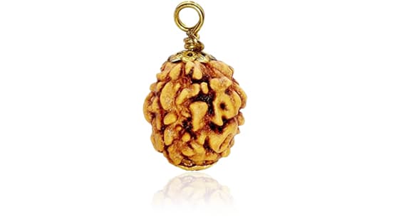 Teen Mukhi / Three-Faced Rudraksha - Lab Certified  (Without Mala)