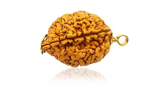 Do Mukhi / Two-faced Rudraksha - Lab Certified (Without Mala)